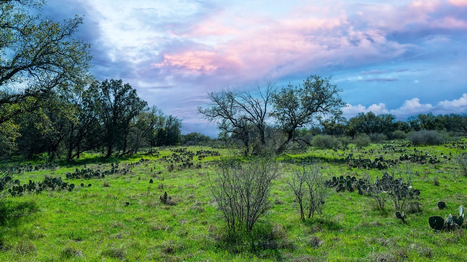 A grassy field with scattered cacti and trees under a partly cloudy sky.