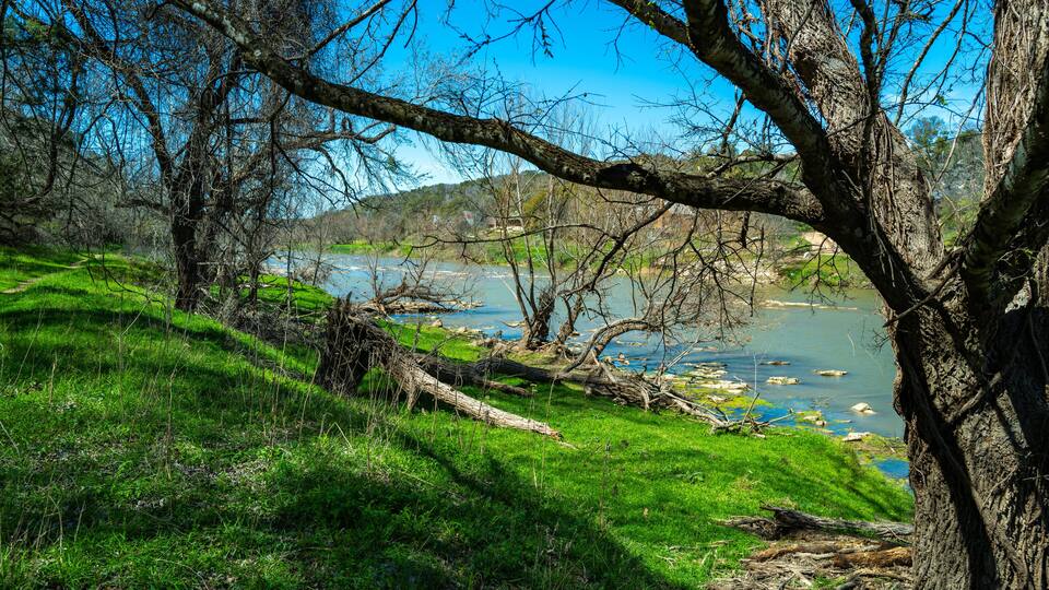 A riverbank with lush greenery and a clear blue sky.