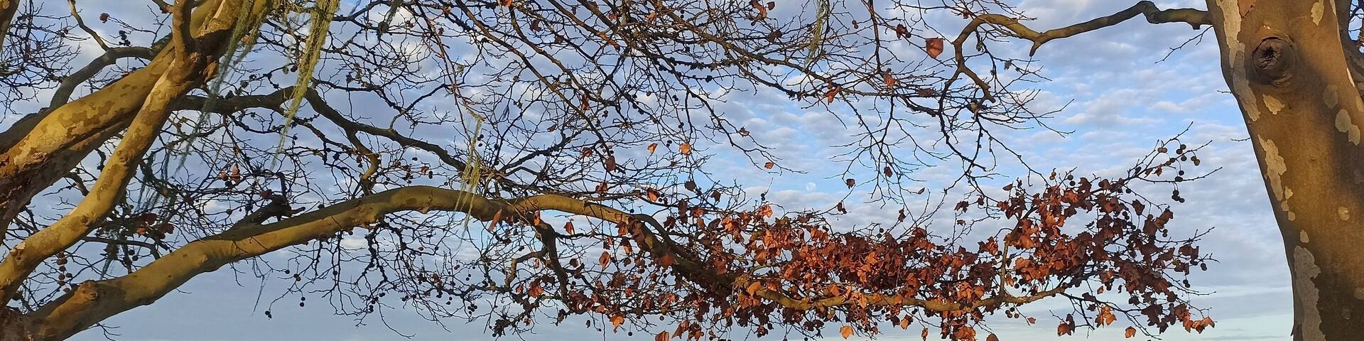 Beautiful landscape with tree branches and the Lagoa dos Patos. It is a lagoon located in the state of Rio Grande do Sul, Brazil. It is the largest lagoon in South America.