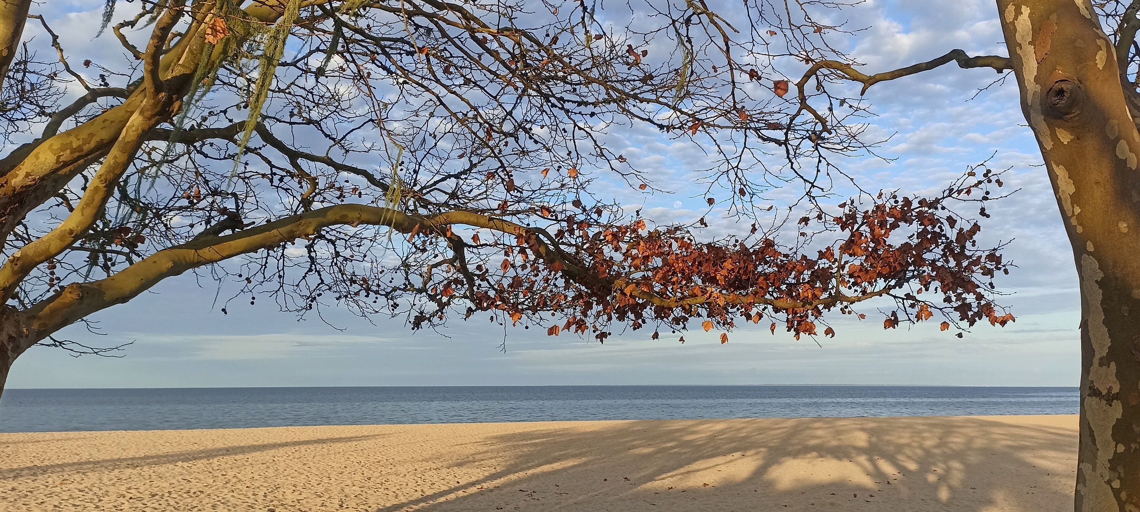 A beach with a tree in the foreground and the ocean in the background.