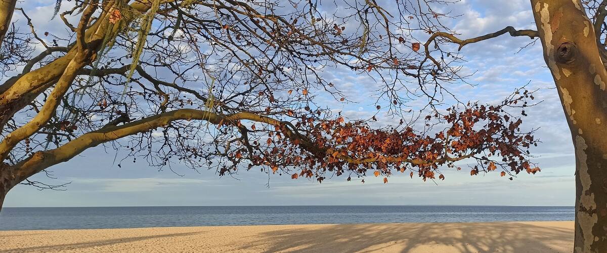A beach with a tree in the foreground and the ocean in the background.