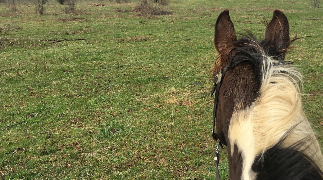 Meramec Farm's is located in a place called Bourbon, MO the town has been in operation since 1853. The name Bourbon refers to bourbon whiskey and is believed to be the only town in the United States to be named after bourbon whiskey
The Farm is set on the spring-fed Meramec River in East Central Missouri, Meramec Farm has been in the same family since 1811. It's a working cattle ranch surrounded by wild country. The ride begins at your cabin door!
In the Fall it is a great place to see the leaves change and in the Summer come down here to float the river!
#country #horses #outside #green #Missouri #place #cabin #historical #roadtrip #floating #camping #hills