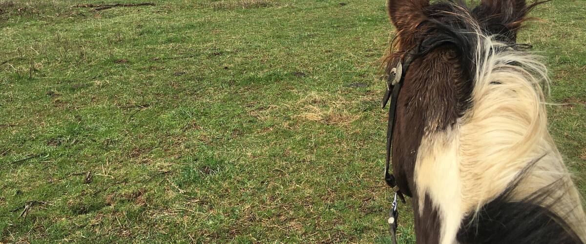 Meramec Farm's is located in a place called Bourbon, MO the town has been in operation since 1853. The name Bourbon refers to bourbon whiskey and is believed to be the only town in the United States to be named after bourbon whiskey
The Farm is set on the spring-fed Meramec River in East Central Missouri, Meramec Farm has been in the same family since 1811. It's a working cattle ranch surrounded by wild country. The ride begins at your cabin door!
In the Fall it is a great place to see the leaves change and in the Summer come down here to float the river!
#country #horses #outside #green #Missouri #place #cabin #historical #roadtrip #floating #camping #hills