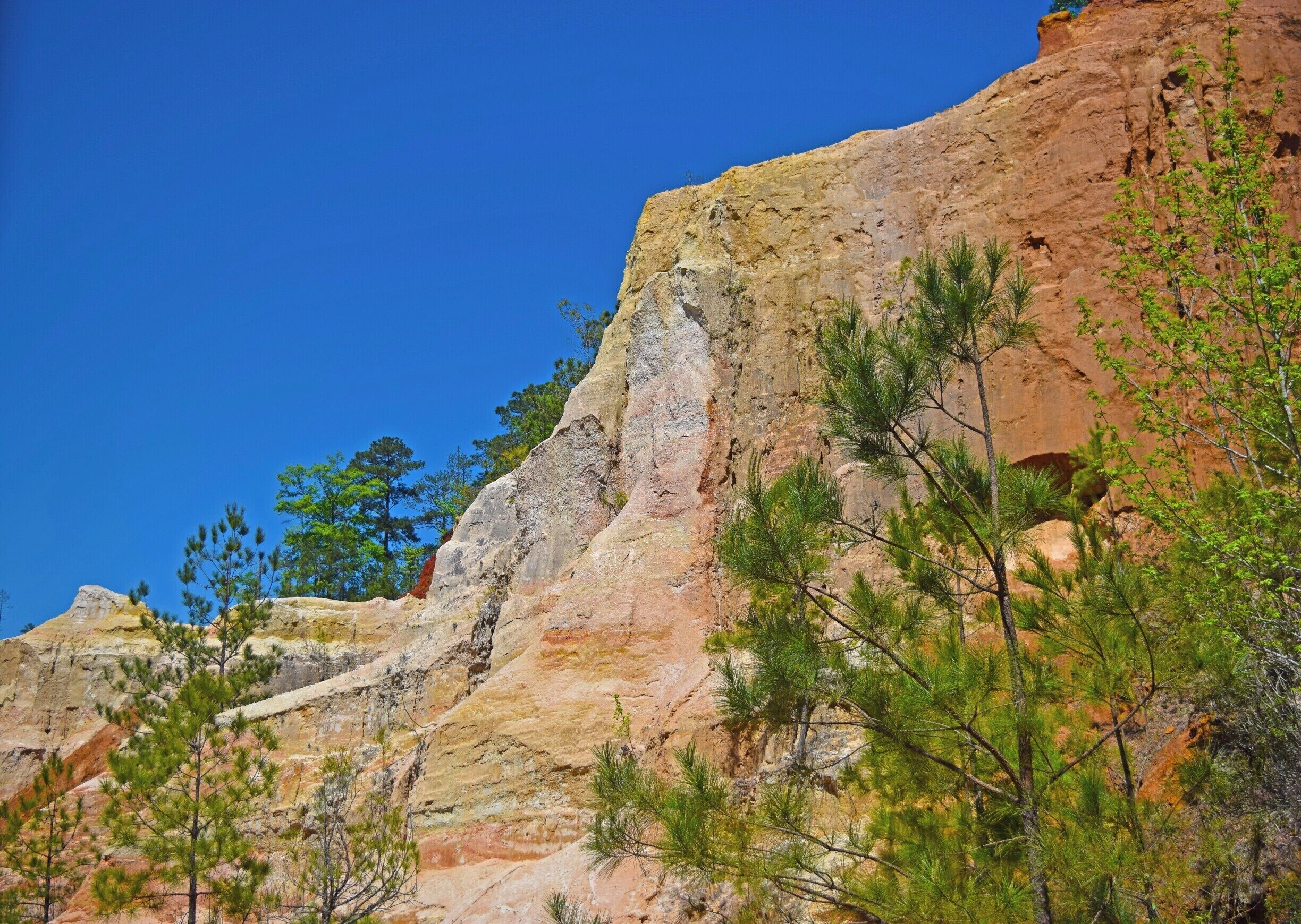 Very strange to see and hike in between 100+ foot deep canyons in southern Georgia, nowhere else like Providence Canyon this far in the southeast U.S. #canyons #hiking #poorfarmingpractices #lookslikearizona