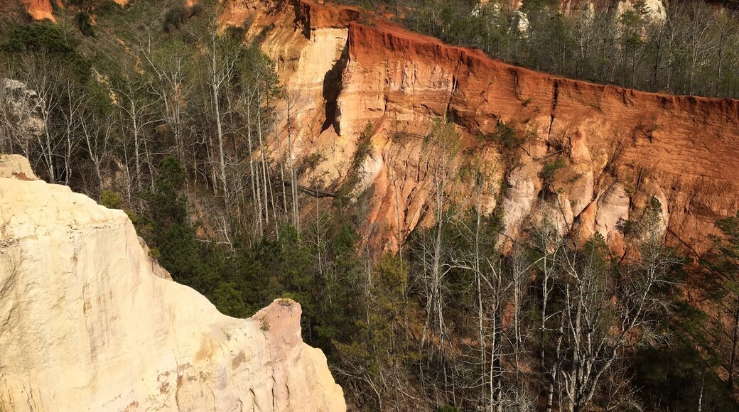 amazing colored sands and clays to be seen in Providence Canyon aka Georgia's Grand Canyon - easy walk on the white trail takes you around the base of canyon and up to the rim - can be wet and muddy in the bottom - good photo spots around the rim and picnic areas/restrooms and visitors center $5 parking fee #georgia #hike