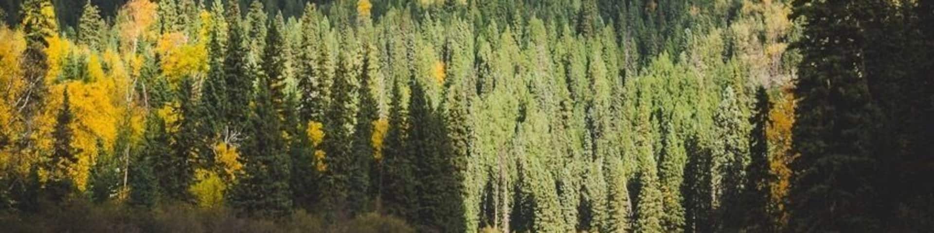 Beautiful fall colours along a forest service road in Northern BC.
One of my favourite spots in BC.
#BvSMountains
#Mountains
#canada
#britishcolumbia
#northernbc
#theoutbound