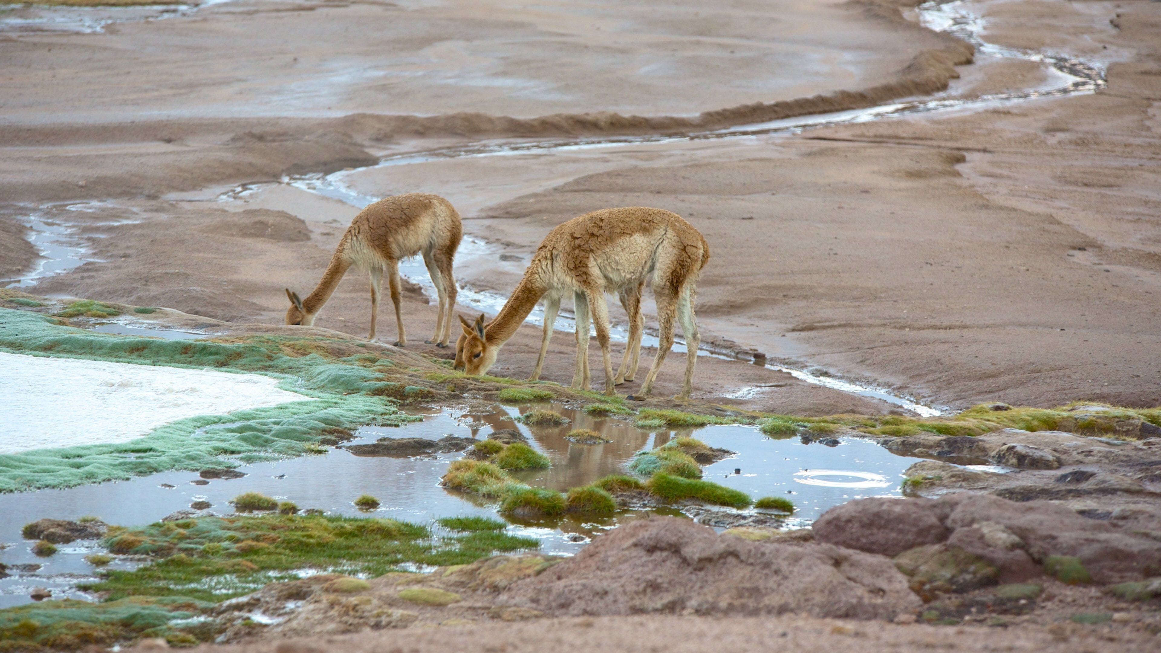 Geysers d\'El Tatio qui includes scènes tranquilles et animaux