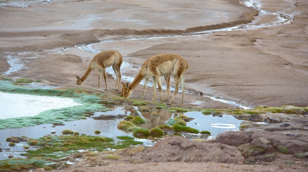 Geysers d\'El Tatio qui includes scĂšnes tranquilles et animaux