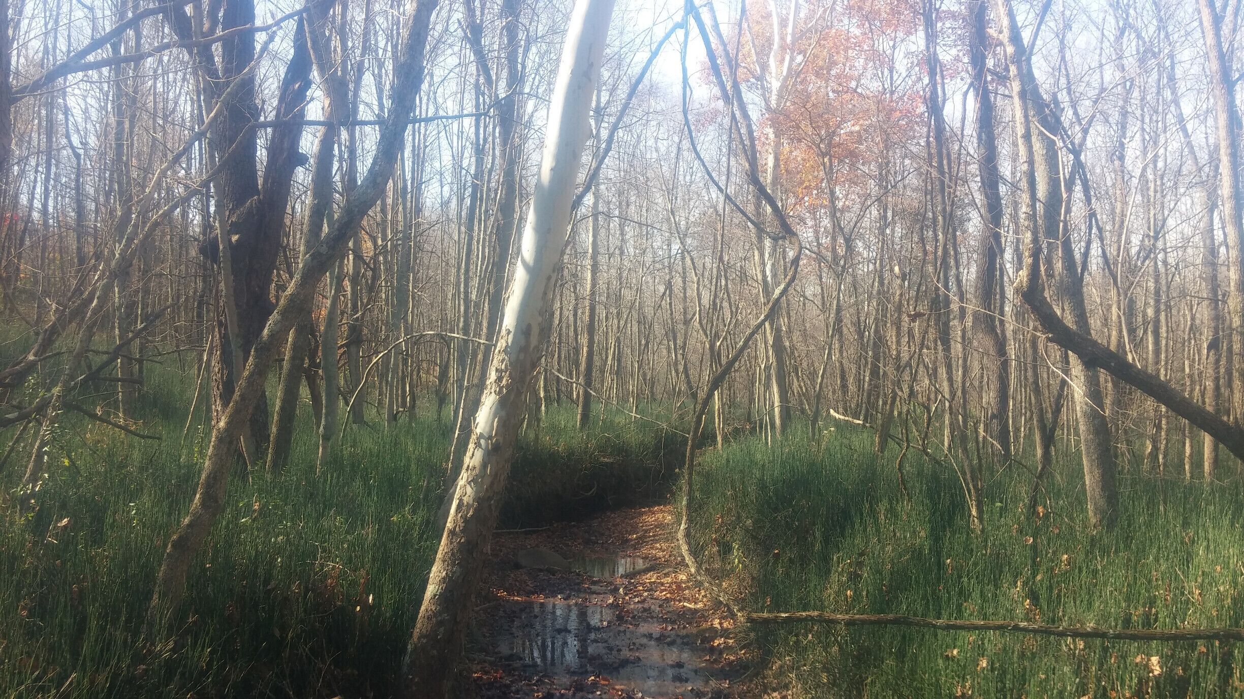 Along the equine trail at Slate Run Metro Park, great sections are covered by a bright green perennial, appropraitely named, water horsetail (Equisetum fluviatile). What looks like grass at first glance is actually an odd plant that is more or less a living fossil that reproduces by spores rather than seeds.