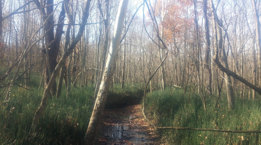 Along the equine trail at Slate Run Metro Park, great sections are covered by a bright green perennial, appropraitely named, water horsetail (Equisetum fluviatile). What looks like grass at first glance is actually an odd plant that is more or less a living fossil that reproduces by spores rather than seeds.