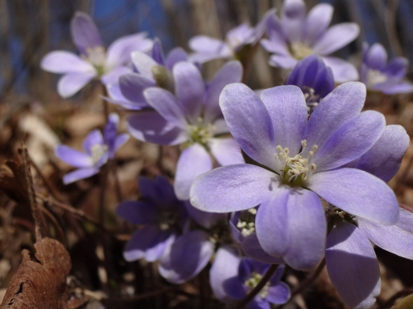 Hepatica nobilis is one of the earliest spring wildflowers. The flowers are often purple, but can be found in white or shades of pink.

Hepatica is named from its leaves, which, like the human liver (Greek hepar), have three lobes.