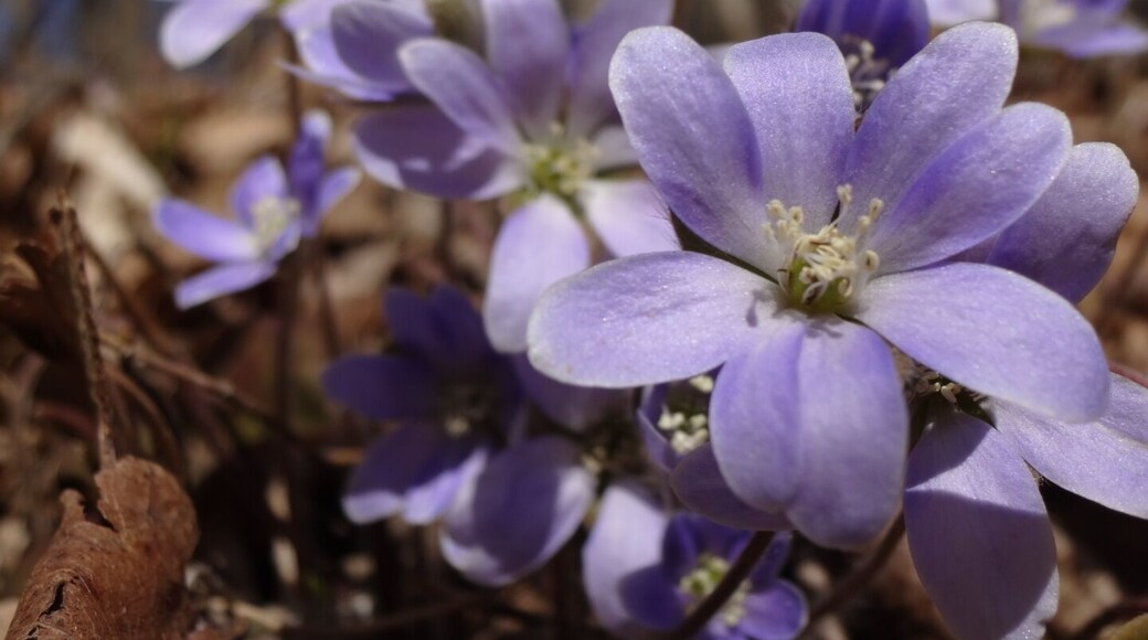 Hepatica nobilis is one of the earliest spring wildflowers. The flowers are often purple, but can be found in white or shades of pink.
Hepatica is named from its leaves, which, like the human liver (Greek hepar), have three lobes.