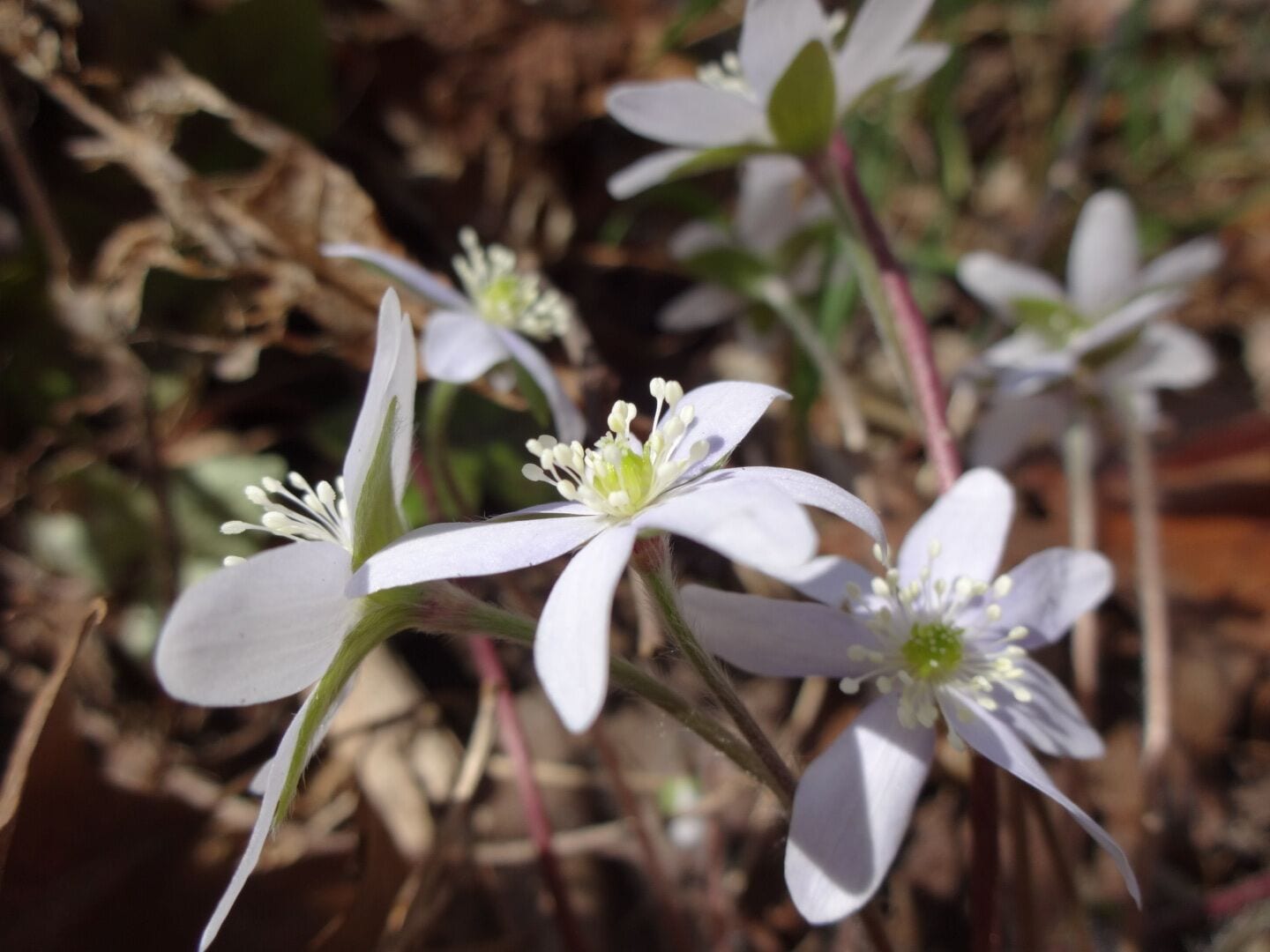 Hepatica nobilis is one of the earliest spring wildflowers. The flowers are often purple, but can be found in white or shades of pink.

Hepatica is named from its leaves, which, like the human liver (Greek hepar), have three lobes.