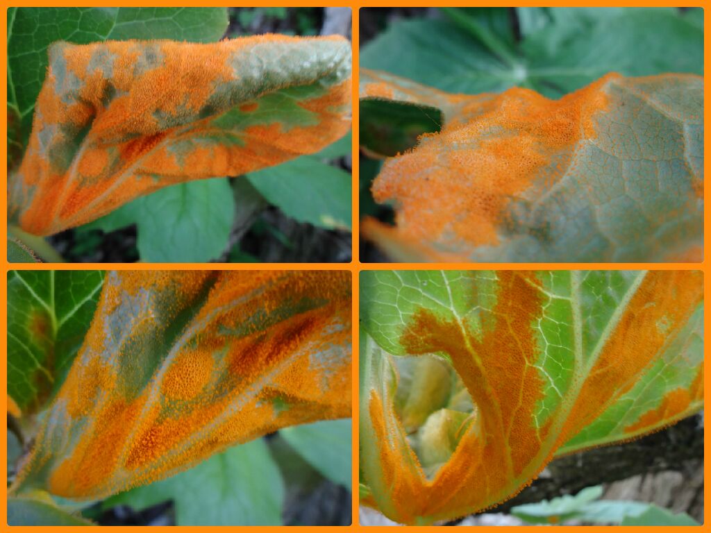 You don't come across safety orange too often in the Ohio nature-scape. So, when you do spot it, it really stands out.

This fuzzy orange entity is a fungal parasite known as May-apple Rust (Allodus podophylli).

It can be found on the underside of the leaves, as the name implies, of the May-apple (Podophyllum peltatum), a common Ohio spring wildflower.
