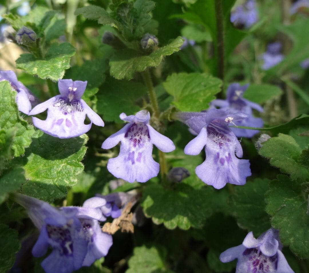 The soft purple blooms of ground ivy or creeping charlie (Glechoma hederacea). 

Often considered a stubborn weed to eradicate from the lawn, when in bloom and in a park setting the plant takes on a different aura.