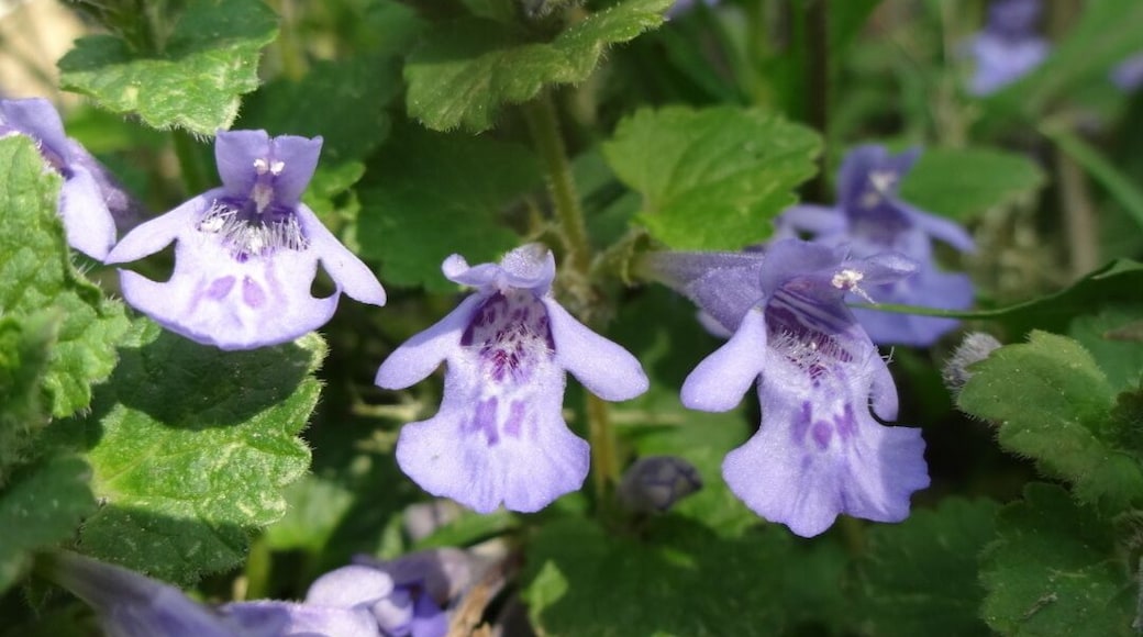 The soft purple blooms of ground ivy or creeping charlie (Glechoma hederacea).
Often considered a stubborn weed to eradicate from the lawn, when in bloom and in a park setting the plant takes on a different aura.