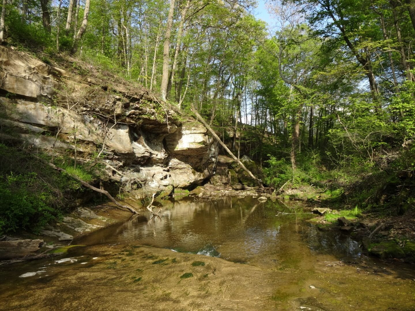 A rocky riverbank with clear water, surrounded by dense forest.