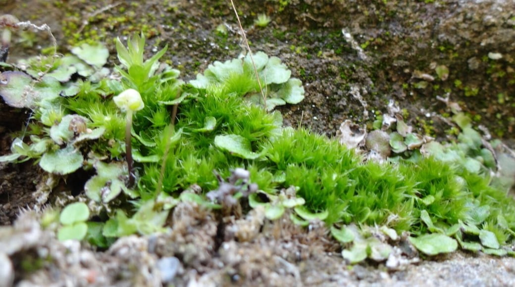 A closeup of moss, lichens and liverworts making a home on the sandstone walls of the canal locks.
Lockville Canal Park is a 7 acre green space that contains three intact locks that once made up part of the central section of the Ohio and Erie Canal, a 308-mile highway of water that connected Lake Erie at Cleveland to the Ohio River at Portsmouth.
Construction on the locks began on July 4th, 1825 and took over seven years to complete. The canal system propelled Ohio's economy from last in the nation to nearly first in just a few years.