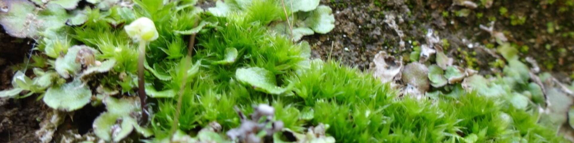 A closeup of moss, lichens and liverworts making a home on the sandstone walls of the canal locks.
Lockville Canal Park is a 7 acre green space that contains three intact locks that once made up part of the central section of the Ohio and Erie Canal, a 308-mile highway of water that connected Lake Erie at Cleveland to the Ohio River at Portsmouth.
Construction on the locks began on July 4th, 1825 and took over seven years to complete. The canal system propelled Ohio's economy from last in the nation to nearly first in just a few years.
