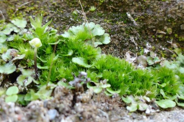A closeup of moss, lichens and liverworts making a home on the sandstone walls of the canal locks.
Lockville Canal Park is a 7 acre green space that contains three intact locks that once made up part of the central section of the Ohio and Erie Canal, a 308-mile highway of water that connected Lake Erie at Cleveland to the Ohio River at Portsmouth.
Construction on the locks began on July 4th, 1825 and took over seven years to complete. The canal system propelled Ohio's economy from last in the nation to nearly first in just a few years.