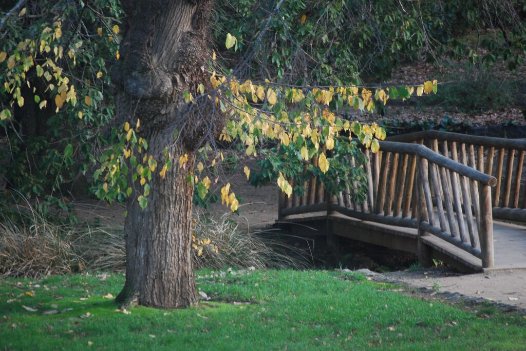 The Buninyong botanical gardens are one of the oldest in Victoria and are so beautiful to visit. It feels like you've gone back in time 

#localgem