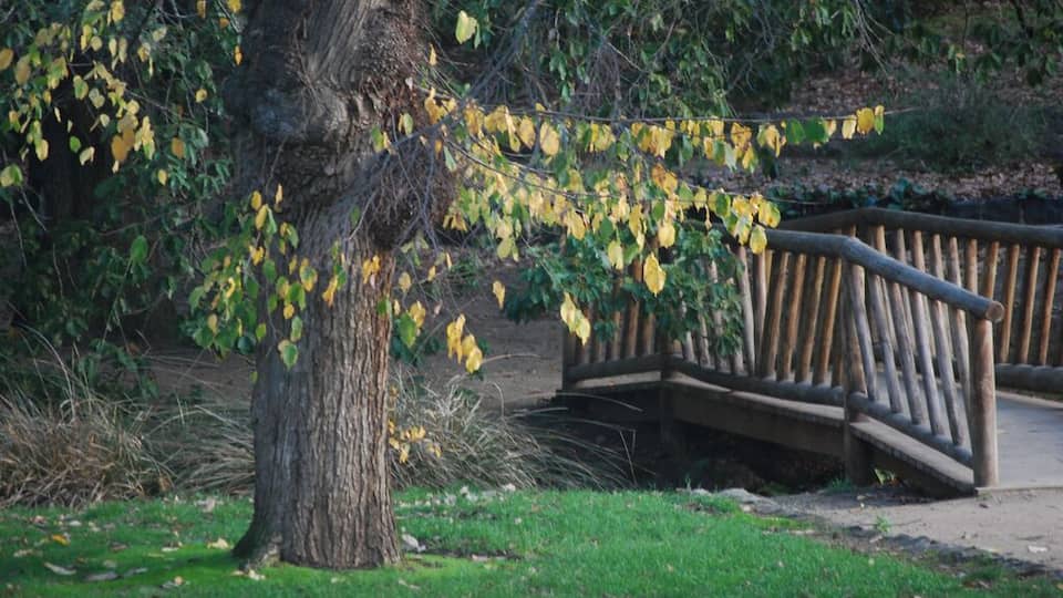 The Buninyong botanical gardens are one of the oldest in Victoria and are so beautiful to visit. It feels like you've gone back in time
#localgem