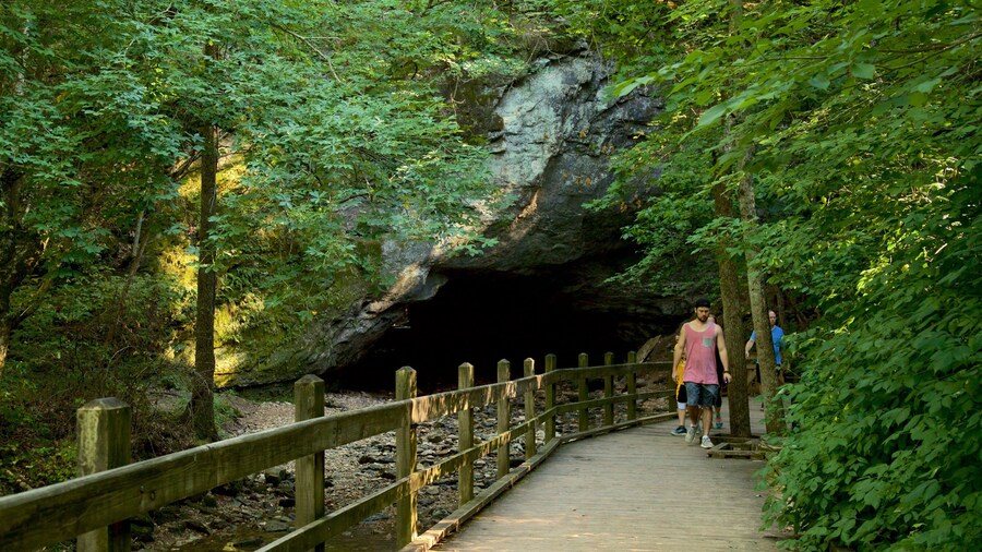 Rock Bridge Memorial State Park showing caves and forest scenes as well as a small group of people