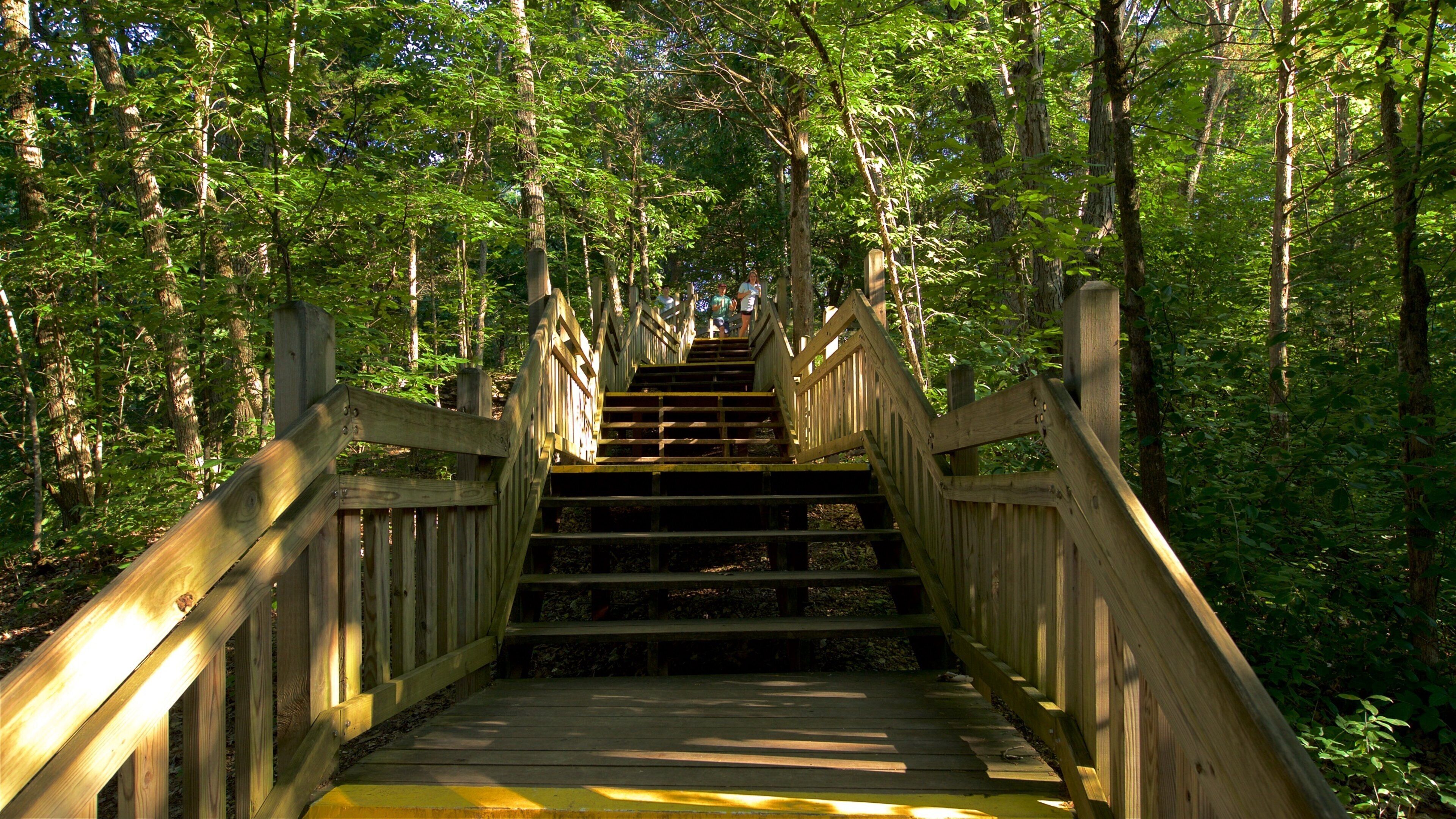 อุทยานแห่งรัฐร็อก บริดจ์ เมมโมเรียล แสดง ป่า