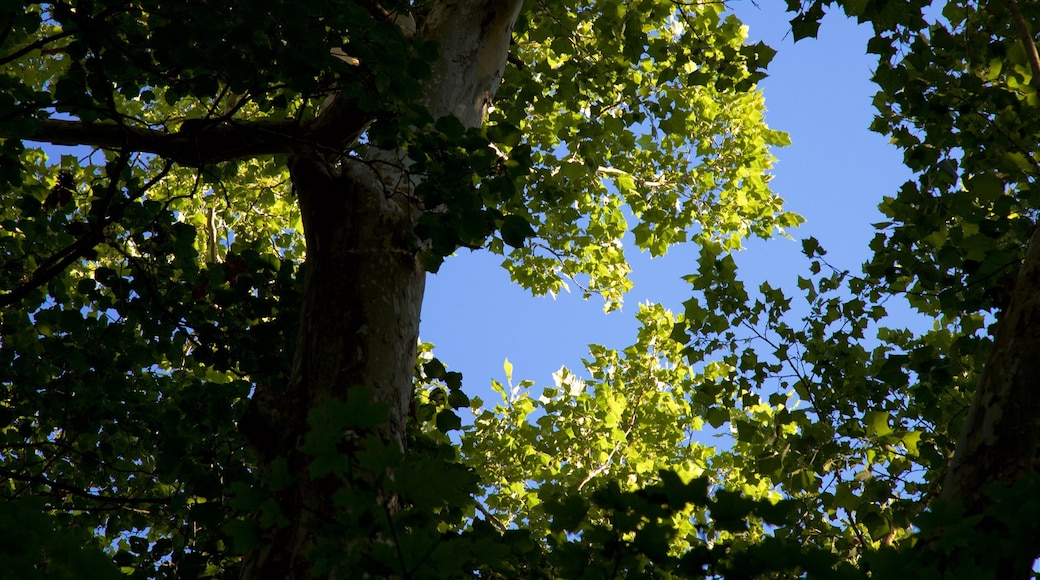 Rock Bridge Memorial State Park showing forest scenes