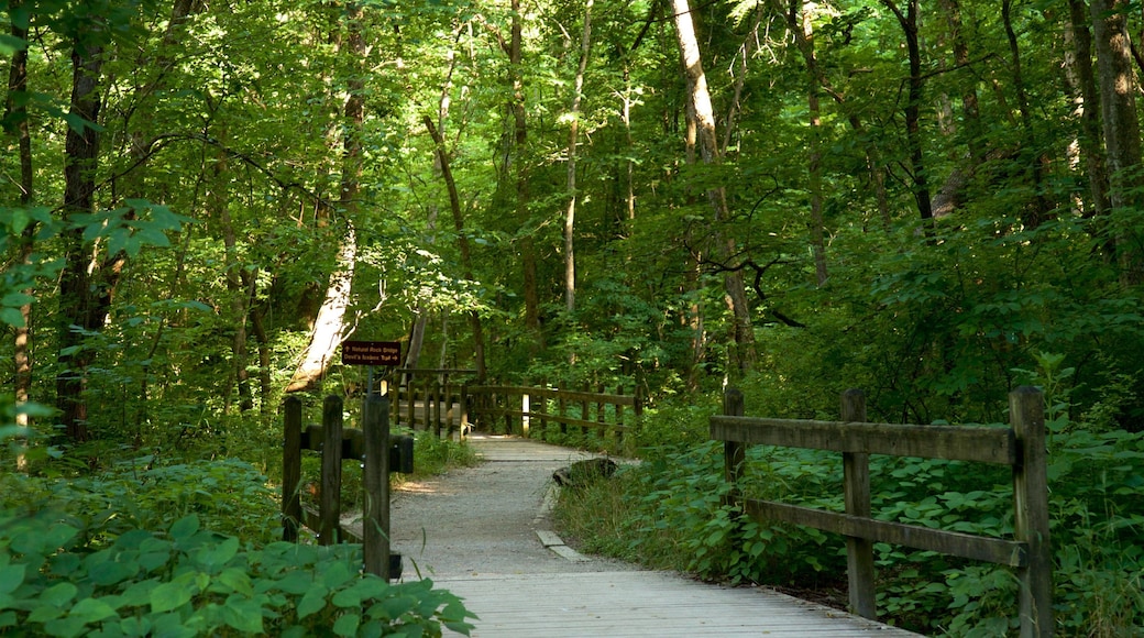 Parc dâĂtat Rock Bridge Memorial montrant forĂȘts