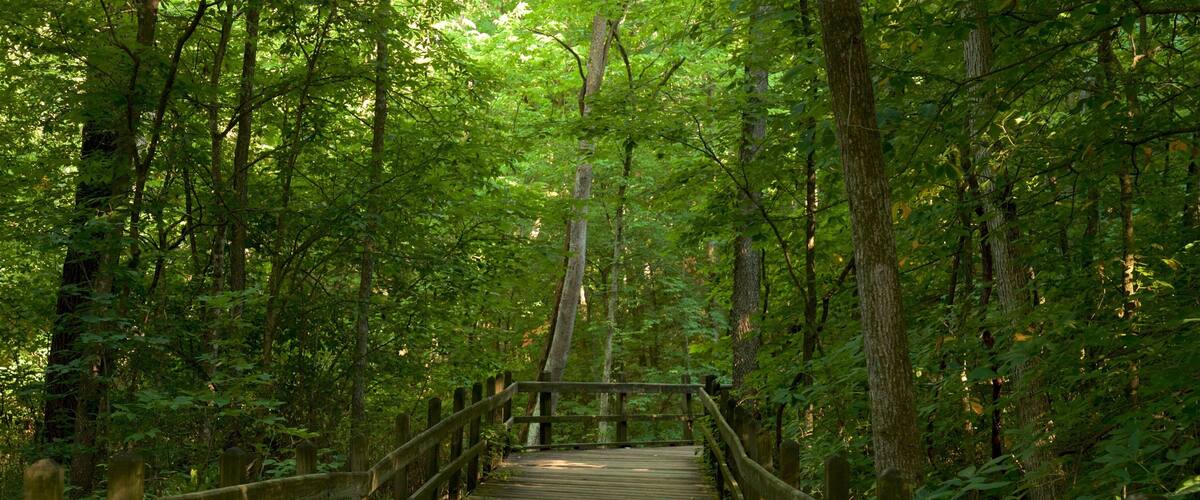 Rock Bridge Memorial State Park showing forest scenes