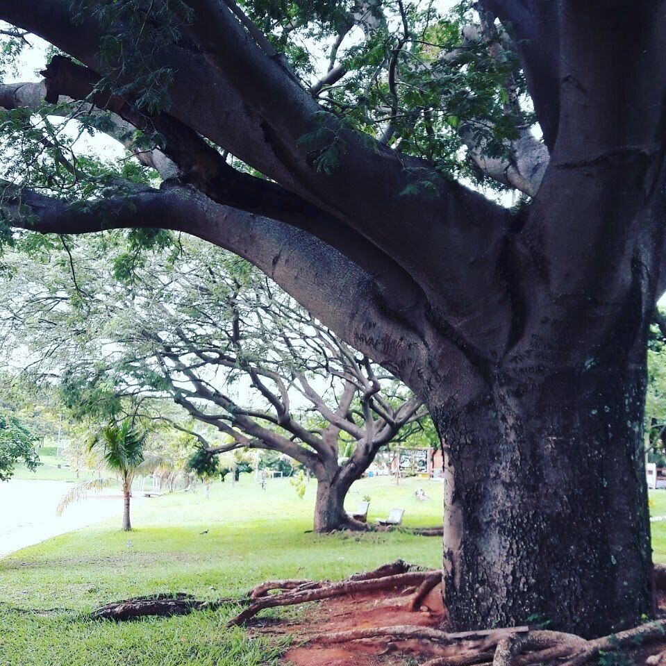 Árvores do Parque