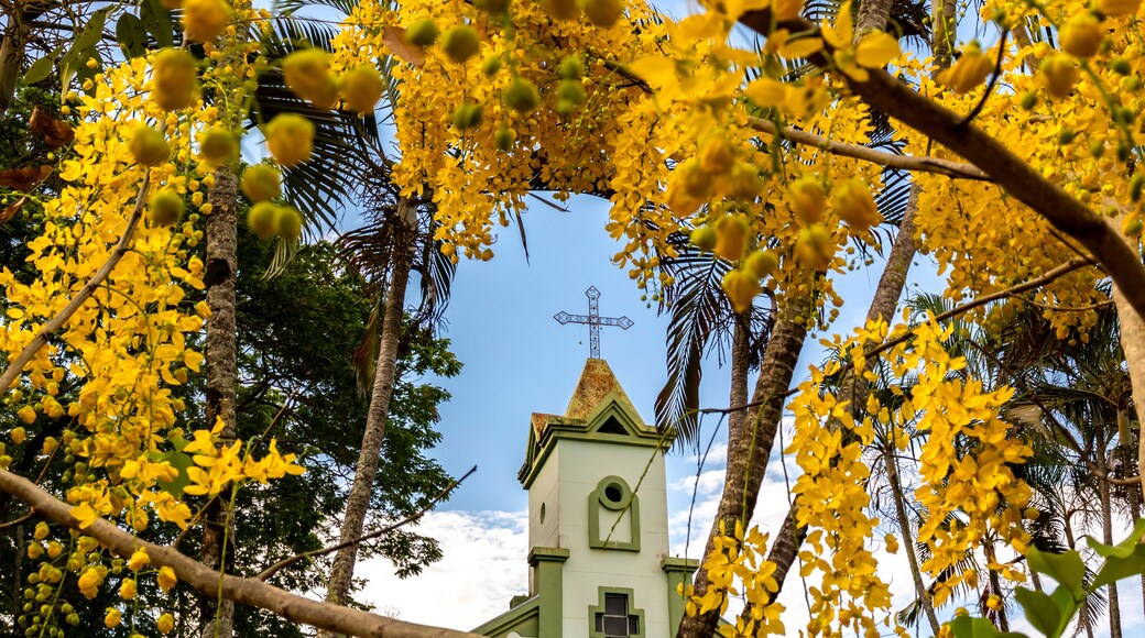 Marilia, Sao Paulo, Brazil. November 20, 2024. Santa Isabel Church, with flowering imperial cassia or yellow acacia trees. Amadeu Amaral District