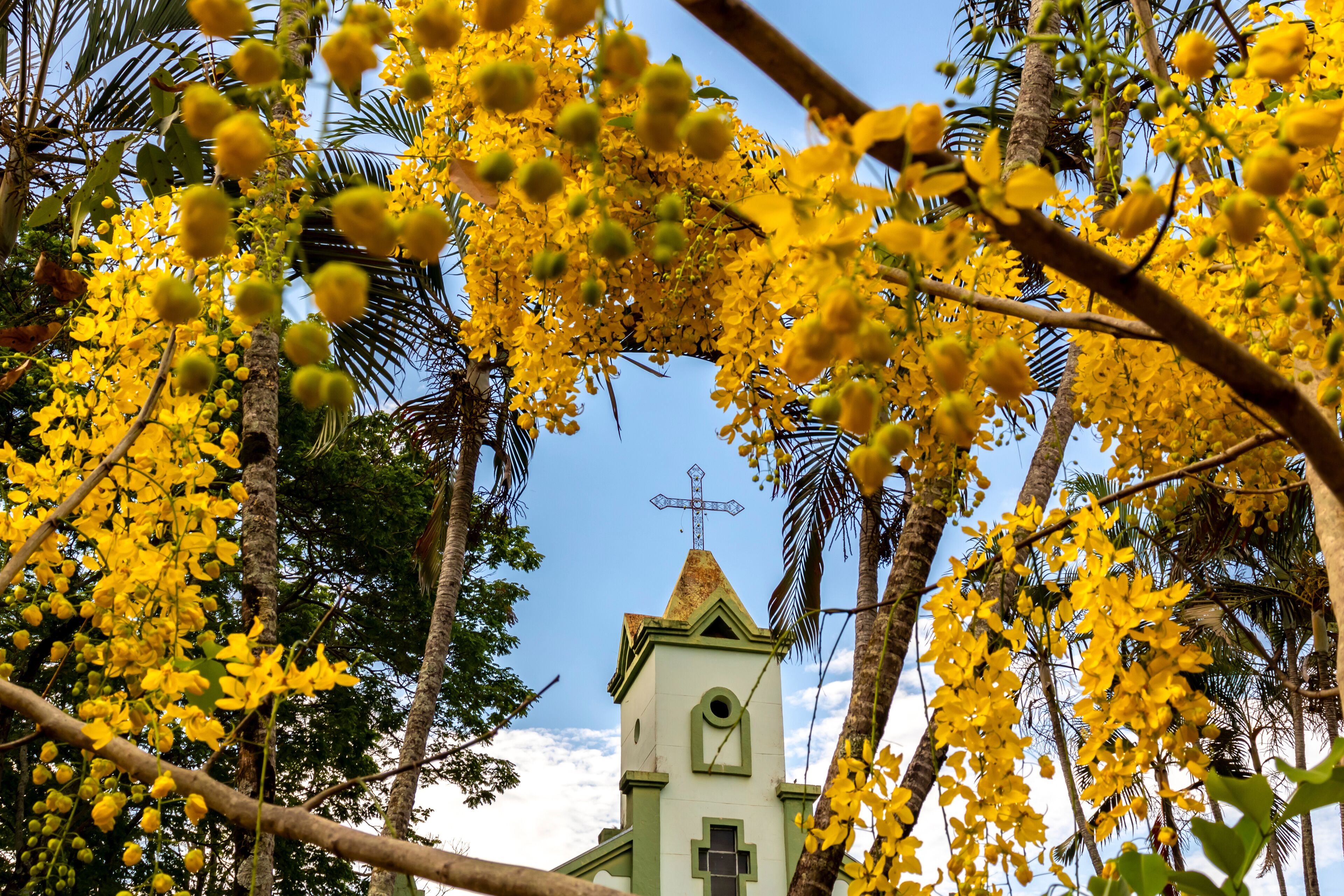 A church with a cross on top, surrounded by yellow flowering trees.