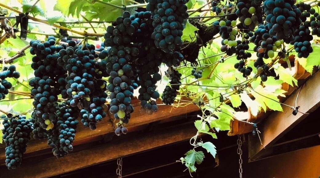 Grapes