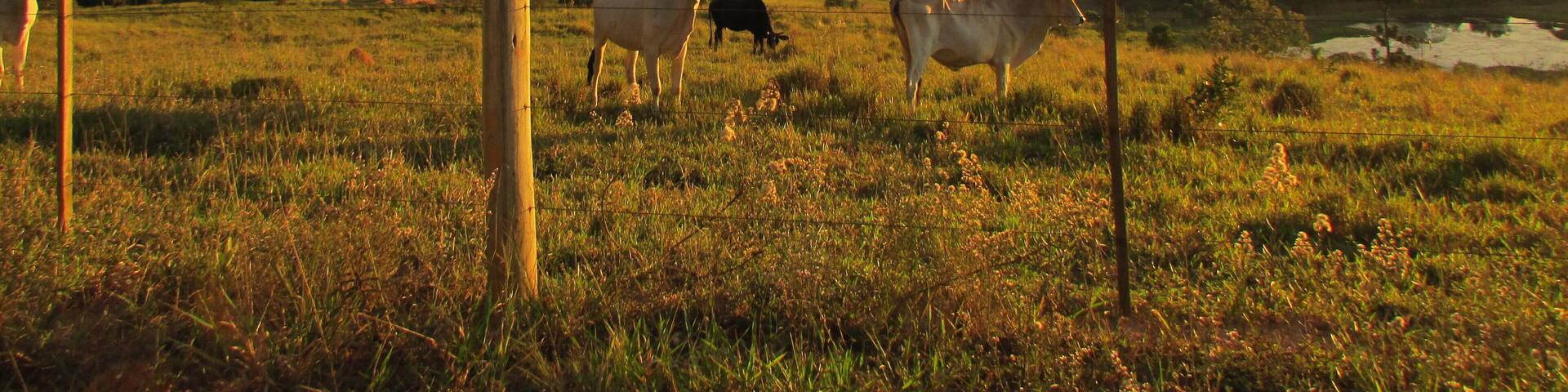 A grassy field with cows and a wooden fence.