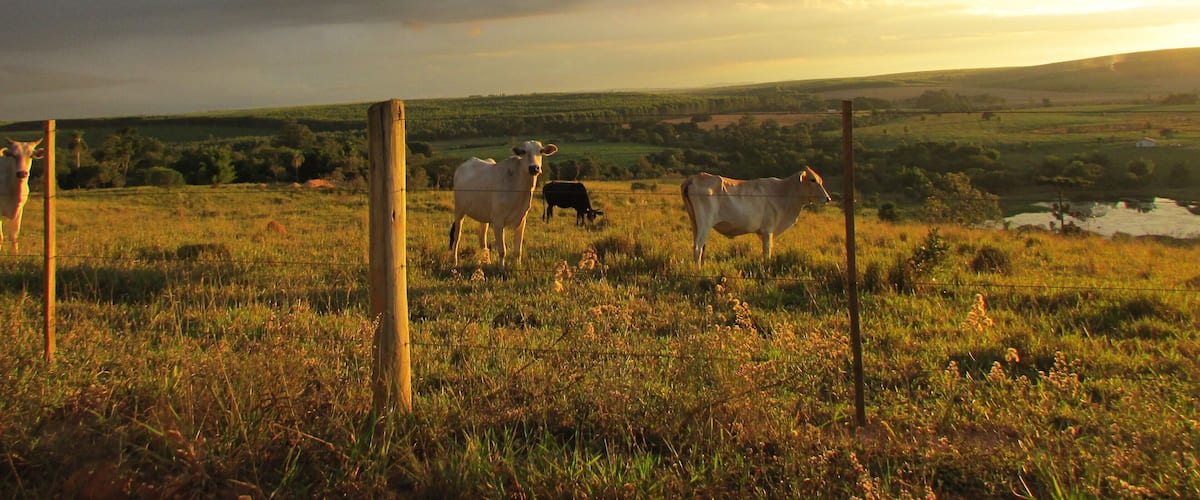 A grassy field with cows and a wooden fence.