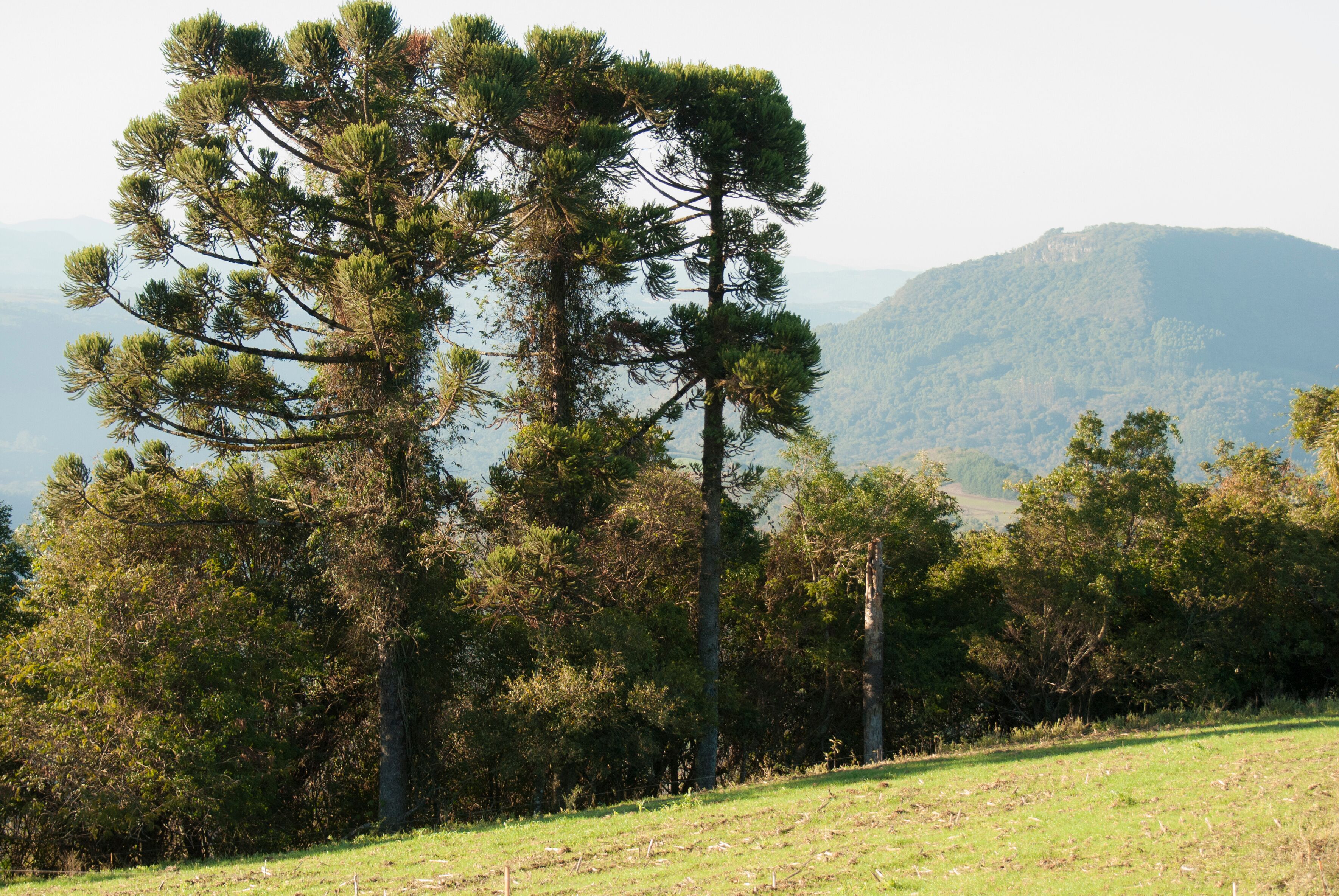 pine tree in the mountains in Carlos Barbosa,RS,Brazil
