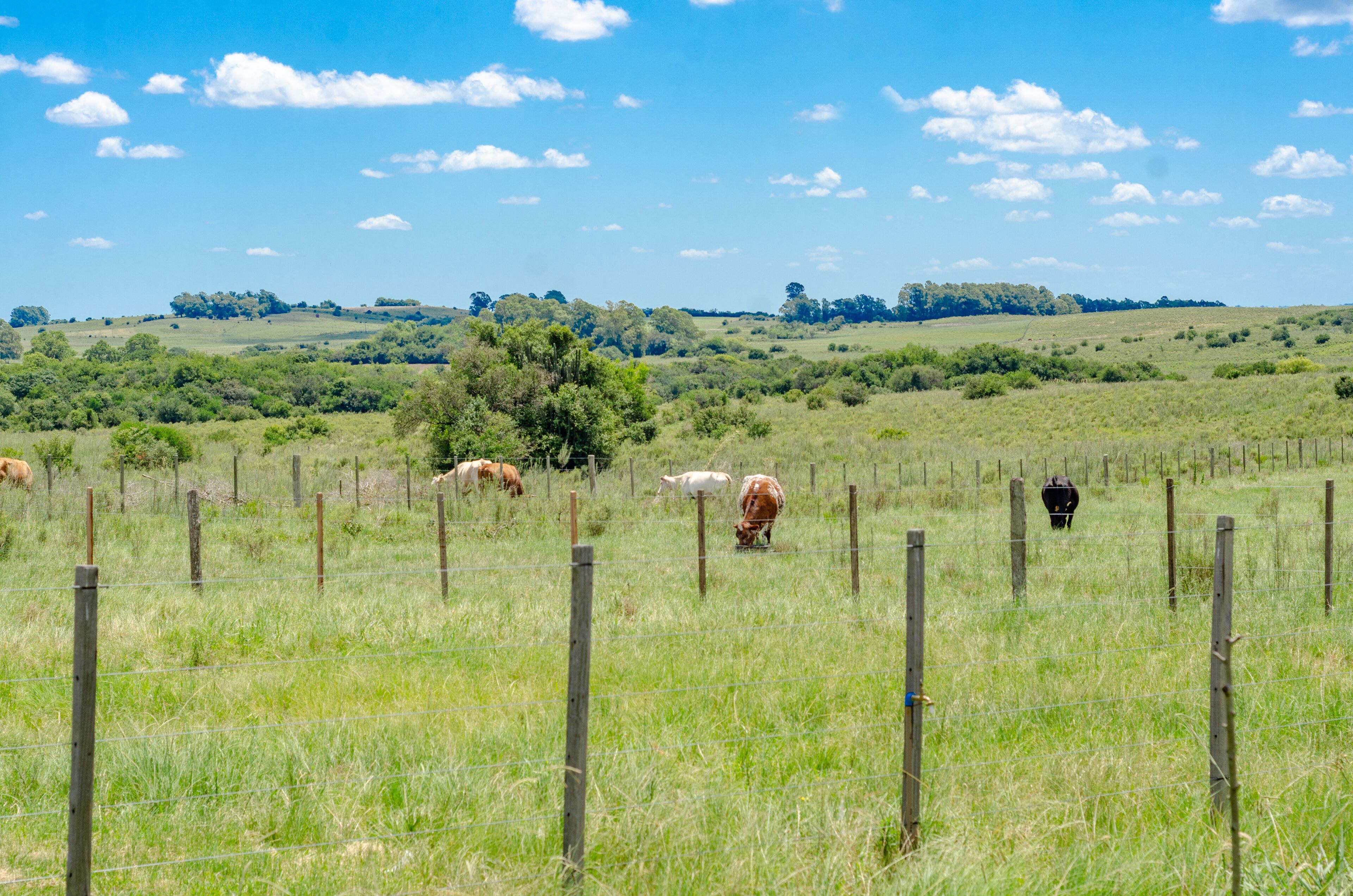 A grassy field with cows grazing, a wooden fence, and a tree line in the distance.