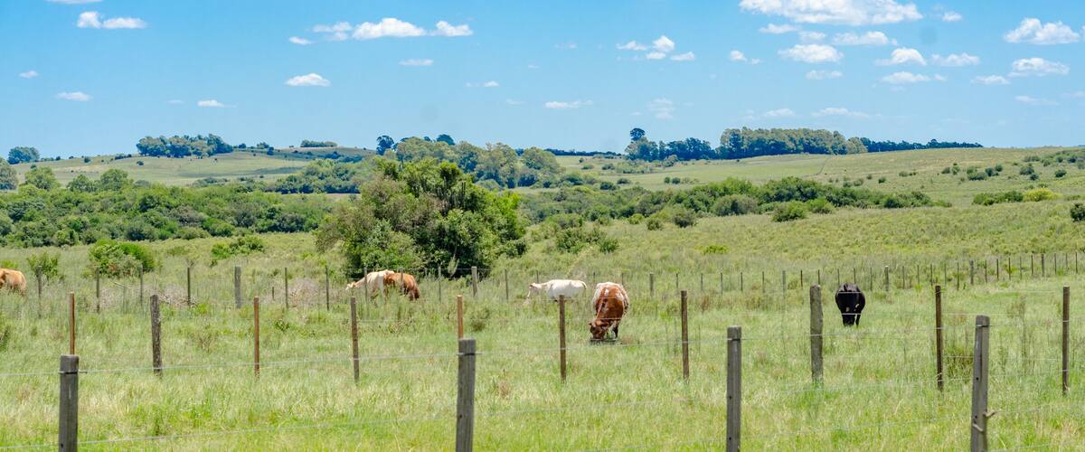 A grassy field with cows grazing, a wooden fence, and a tree line in the distance.