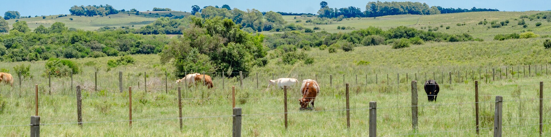 A grassy field with cows grazing, a wooden fence, and a tree line in the distance.