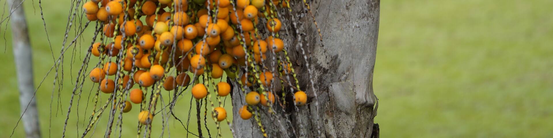 Butia fruits (Butia capitatais) a genus of palms in the family Arecaceae, native to the South American countries of Brazil, Paraguay, Uruguay and Argentina. Arecaceae family.