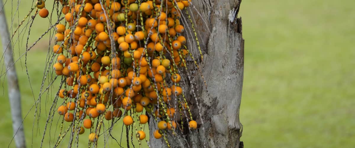 A tree with clusters of orange berries.