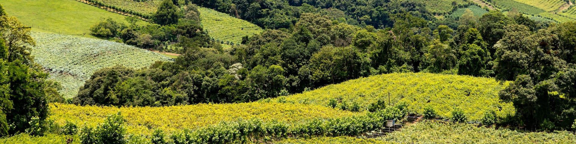 Vineyards in the valley