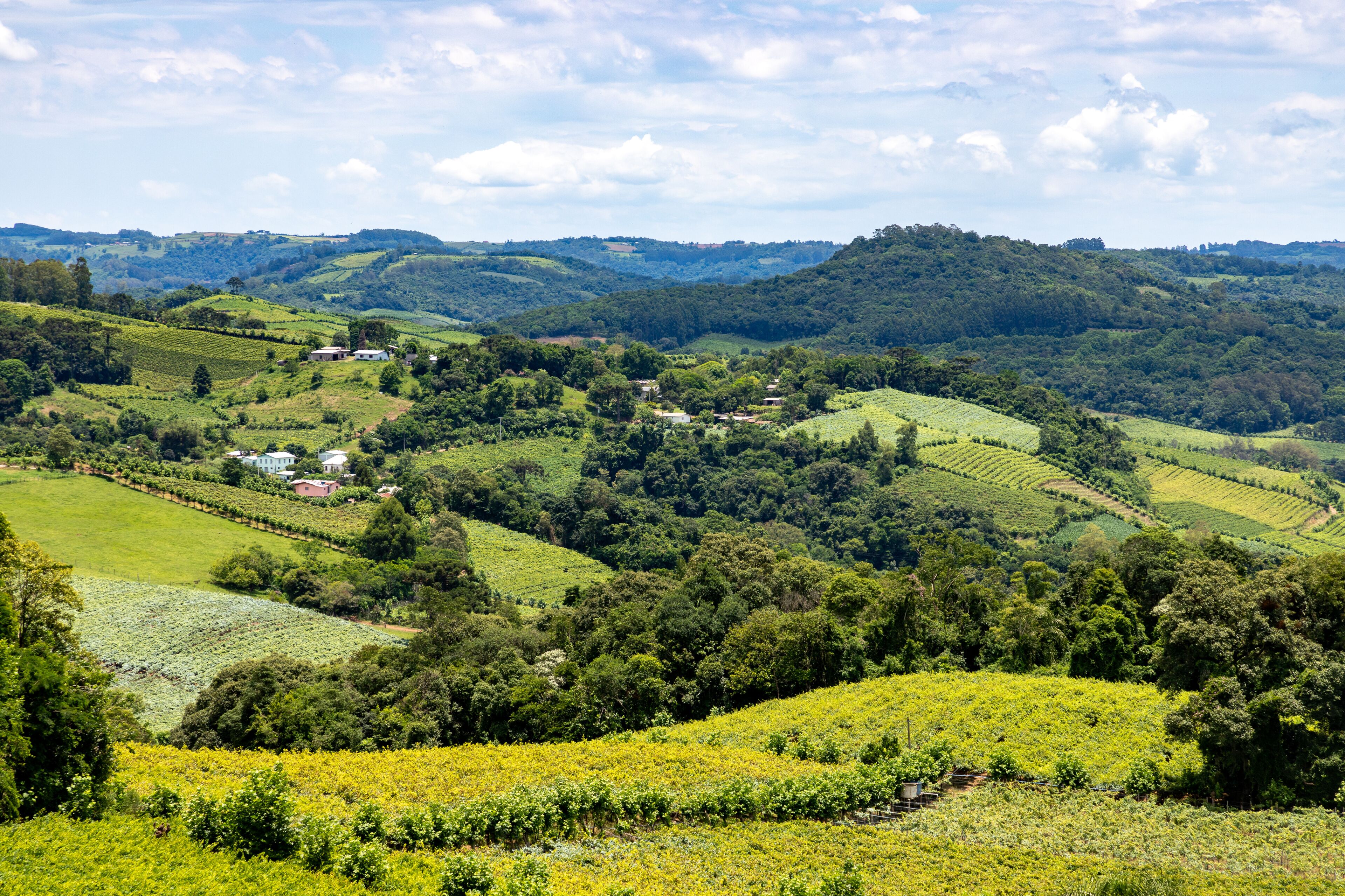 Rolling hills with vineyards and scattered houses.