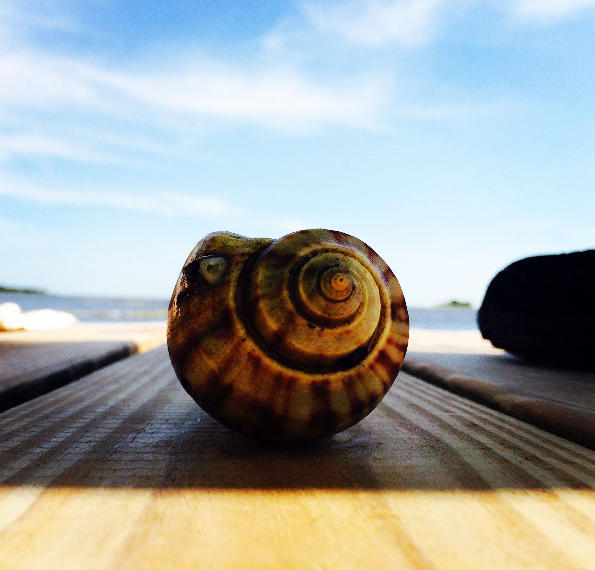 Fishing all day and the only thing I caught was this beautiful shell. #blue 