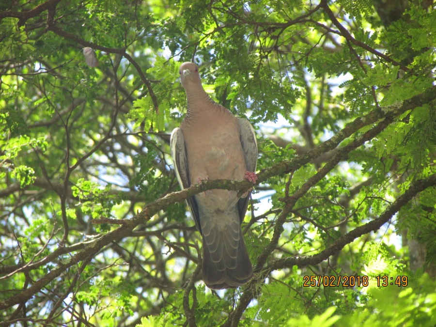 BIRD