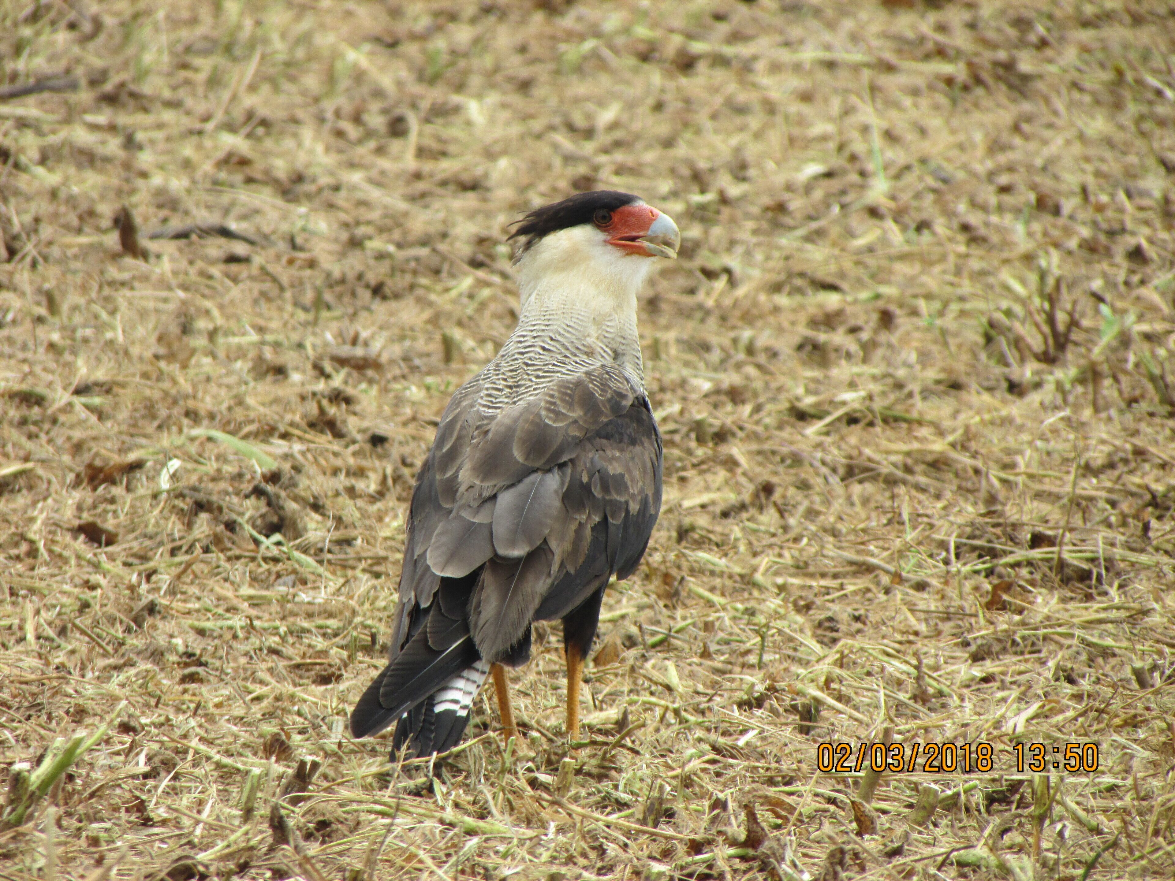 BIRD Caracara plancus
