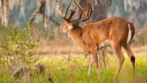 White-tailed deer (Odocoileus virginianus); Reddick, Florida, United States of America