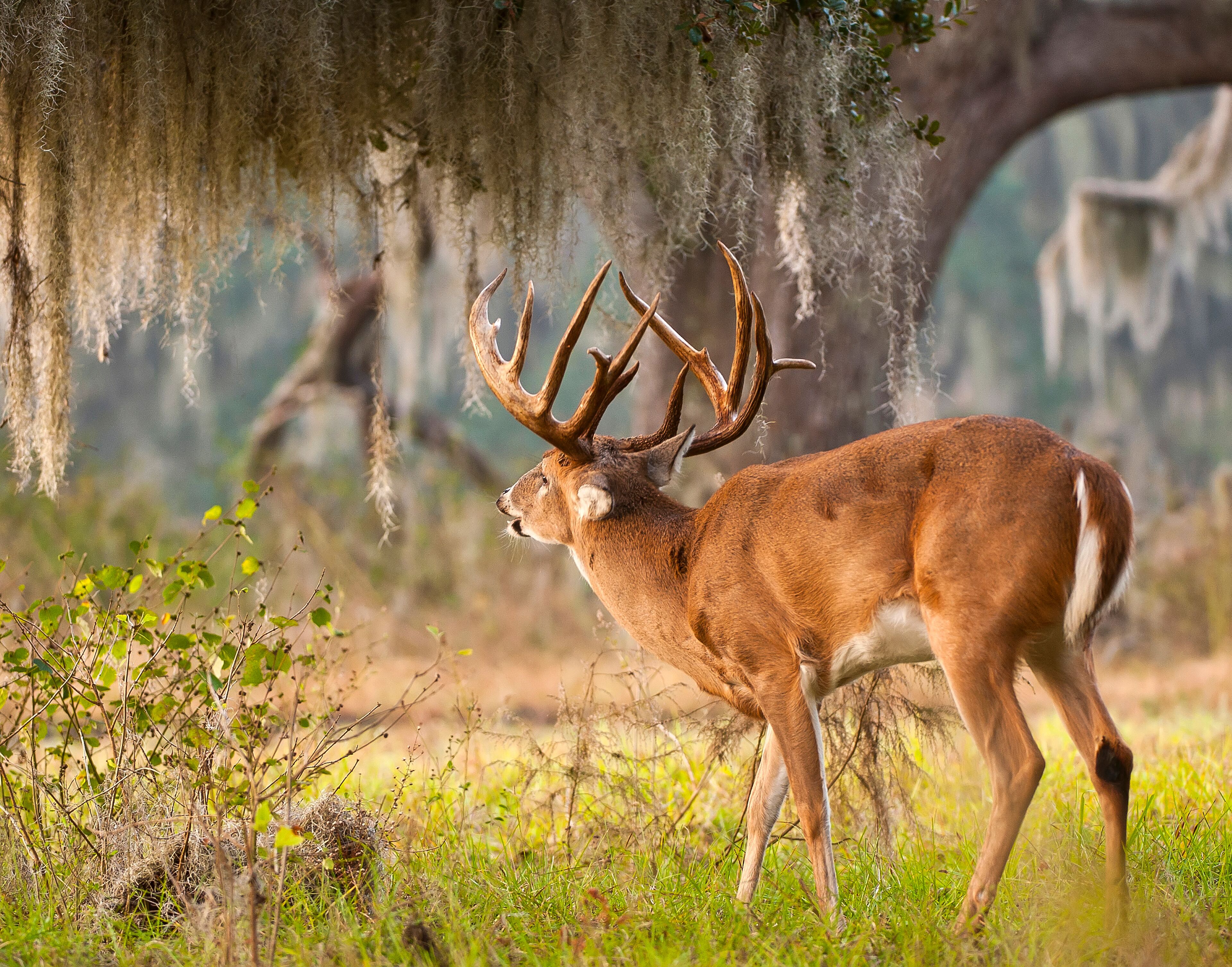 A deer with large antlers in a grassy field with trees and hanging moss.